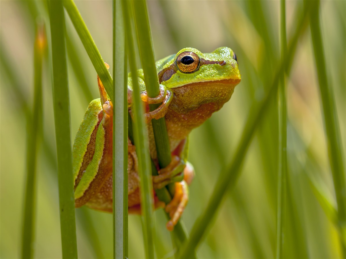 Comprendre le mode de vie des grenouilles