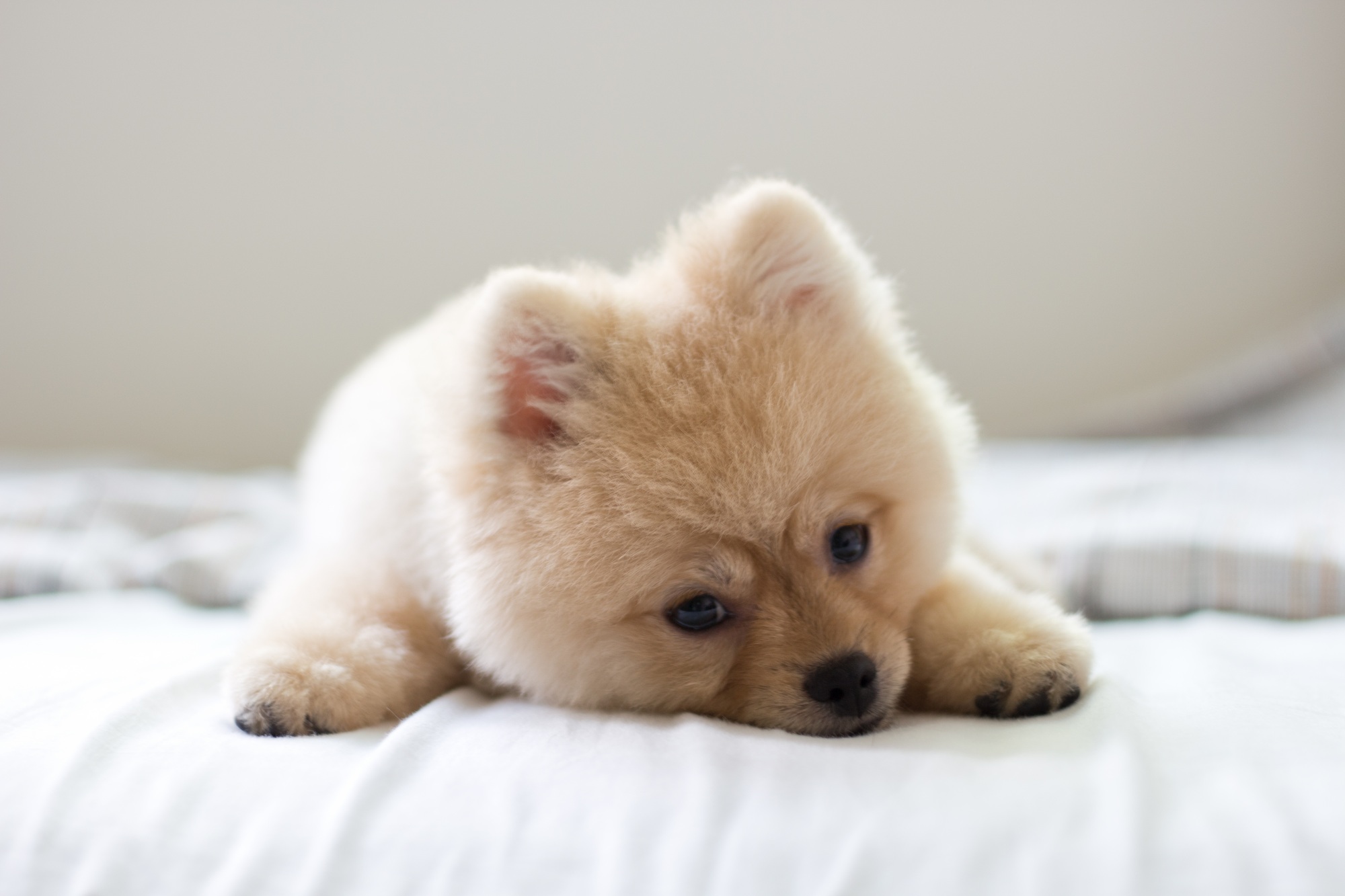 Cute pomeranian puppy lying on the bed
